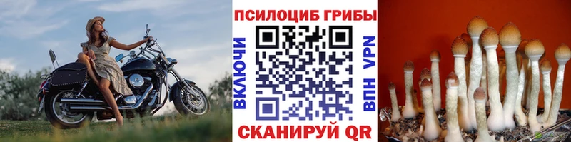 Галлюциногенные грибы Psilocybe  Троицк 